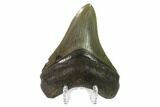 Serrated, Fossil Megalodon Tooth - Georgia #135924-2
